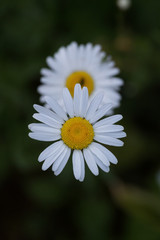 Obraz premium Beautiful white daisy growing in a summer garden