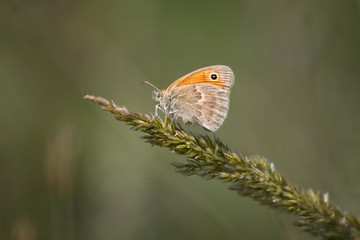 Beautiful butterfly on a grass at spring