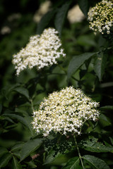 Elder white blossoms cluster, Sambucus nigra flowering medicinal shrub plant in the family Adoxaceae, deciduous tree