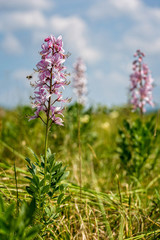 Beautiful flowers in the springtime (Dictamnus albus)