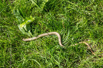 Snake in the grass