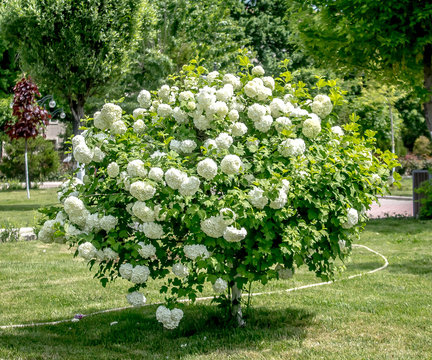 Bush with white flowers buldenezh