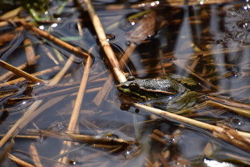 Grenouille