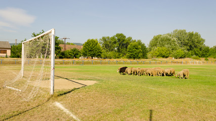 sheep in football field. sheep eating grass on a football field