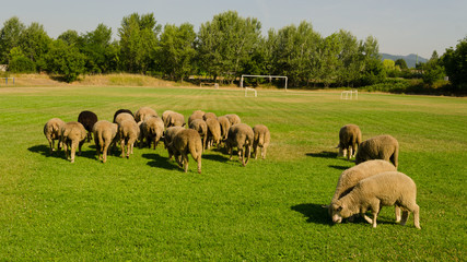 sheep in football field. sheep eating grass on a football field