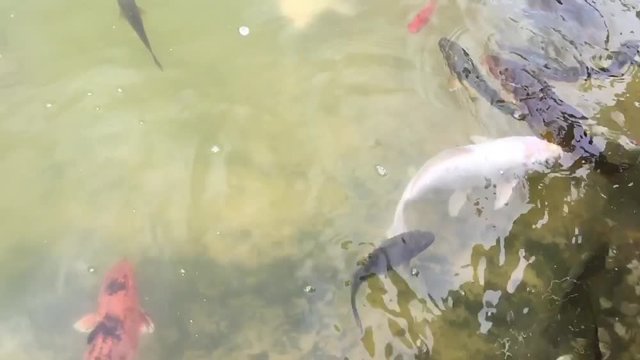 Kois im Teich, Koi, Fisch