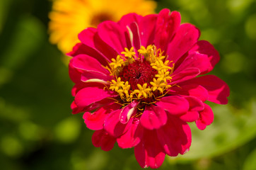 yellow, red summer flowers in garden. beauty vibrant colored flowers blooming in garden 