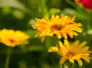 yellow, red summer flowers in garden. beauty vibrant colored flowers blooming in garden 