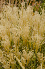 Obraz premium White Pampas Grass
