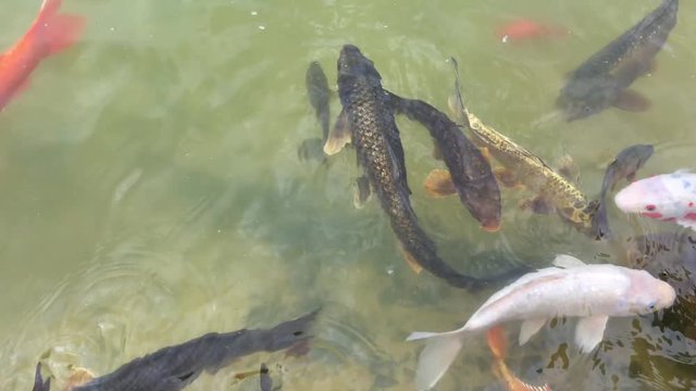 Kois im Teich, Koi, Fisch