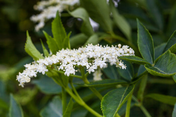 Inflorescence and leaves of elderflower (Sambucus nigra)