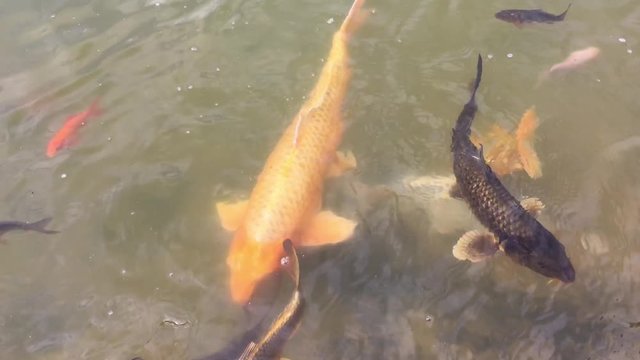 Kois im Teich, Koi, Fisch