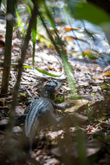 Baby Alligator