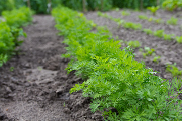 Carrot growing on a farm in the garden. Selective focus