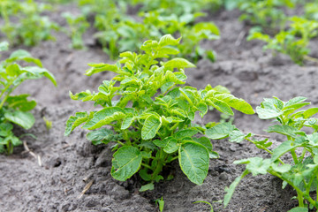 Green Bush of potatoes on the background of a potato field