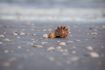 Whelk Shells