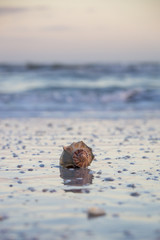 Big Shell