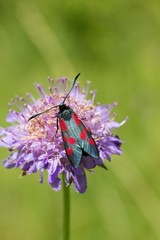 Zygaena filipendulae