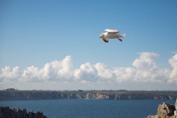 Mouette en vol