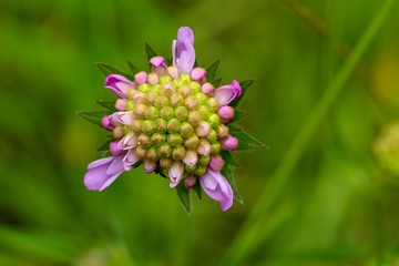 Flower Jacea pratensis
