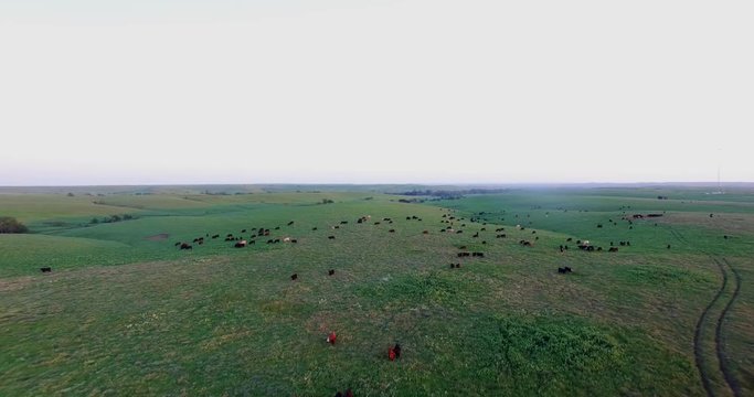 Aerial Flint Hills Cattle 4K