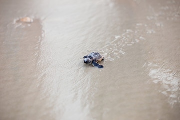 Baby Sea Turtle