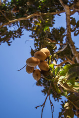 Whole Baru Nut Tree