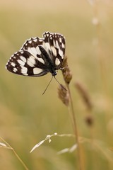 Melanargia galathea