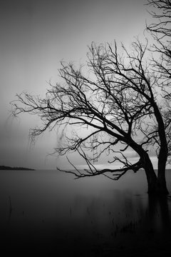 Long exposure photo of a tree over a lake, with perfectly still water, and some windswept branches 