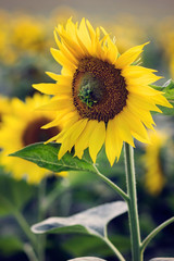 Field of beautiful sunflowers in summer