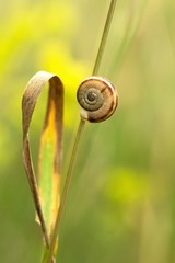 Little snail on grass.