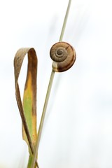 Little snail on grass.
