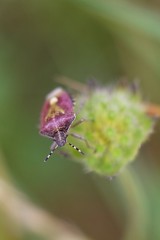 Violet bug on green grass.