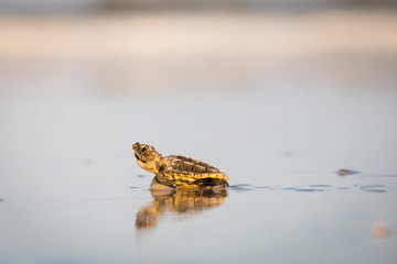 Baby Sea Turtle Reflection