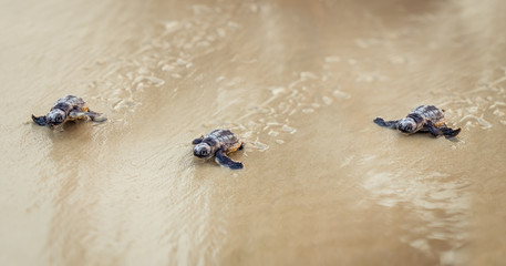 Sea Turtle Siblings