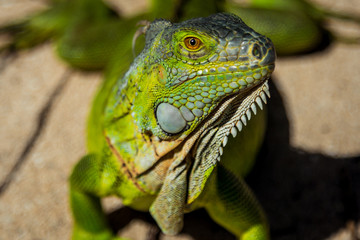 Iguana