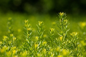 Green needle twigs in the background.