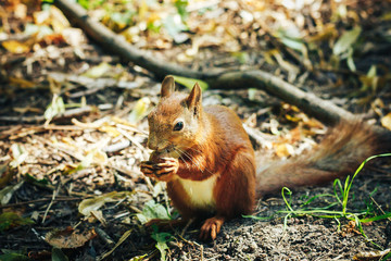 Naklejka na ściany i meble Red squirrel with walnut in autumn forest. Close up view.