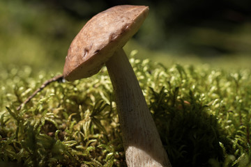 wild mushroom closeup against green mass