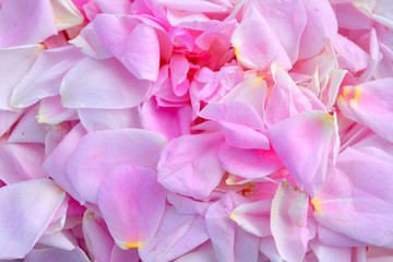 The best beautiful tender romantic  floral composition: pink rose petals.Texture, background