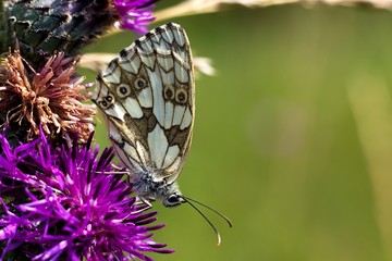 Butterfly Melanargia galathea
