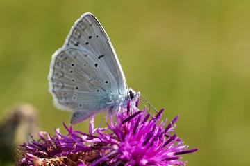 Celastrina argiolus