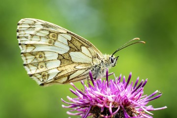 Butterfly Melanargia galathea