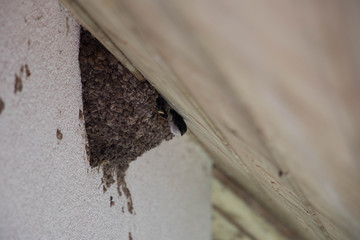 wild swallow feeding her babeies at nest closeup