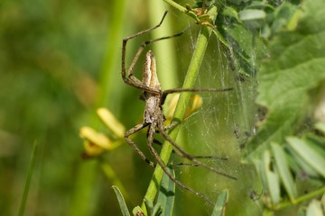 Spider on web