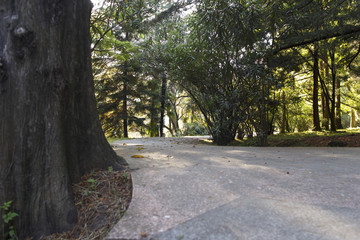 Road through a park