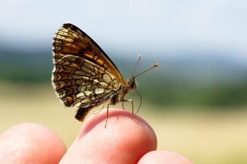 Butterfly Melanargia galathea