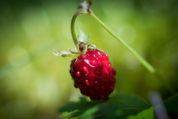 wild strawberry closeup against green background