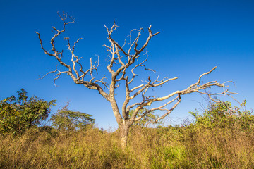 Leafless tree in cerrado, Pirenopolis