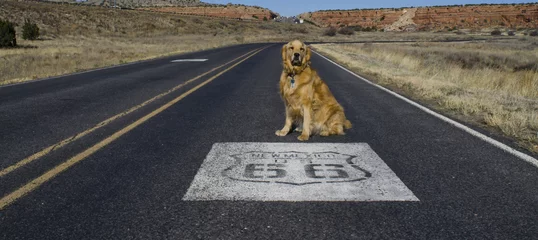 Foto op Canvas Golden Retriever zit bij Route 66-embleem op de weg © Shelley